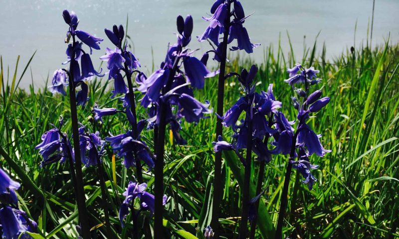 Bluebells by the Sea