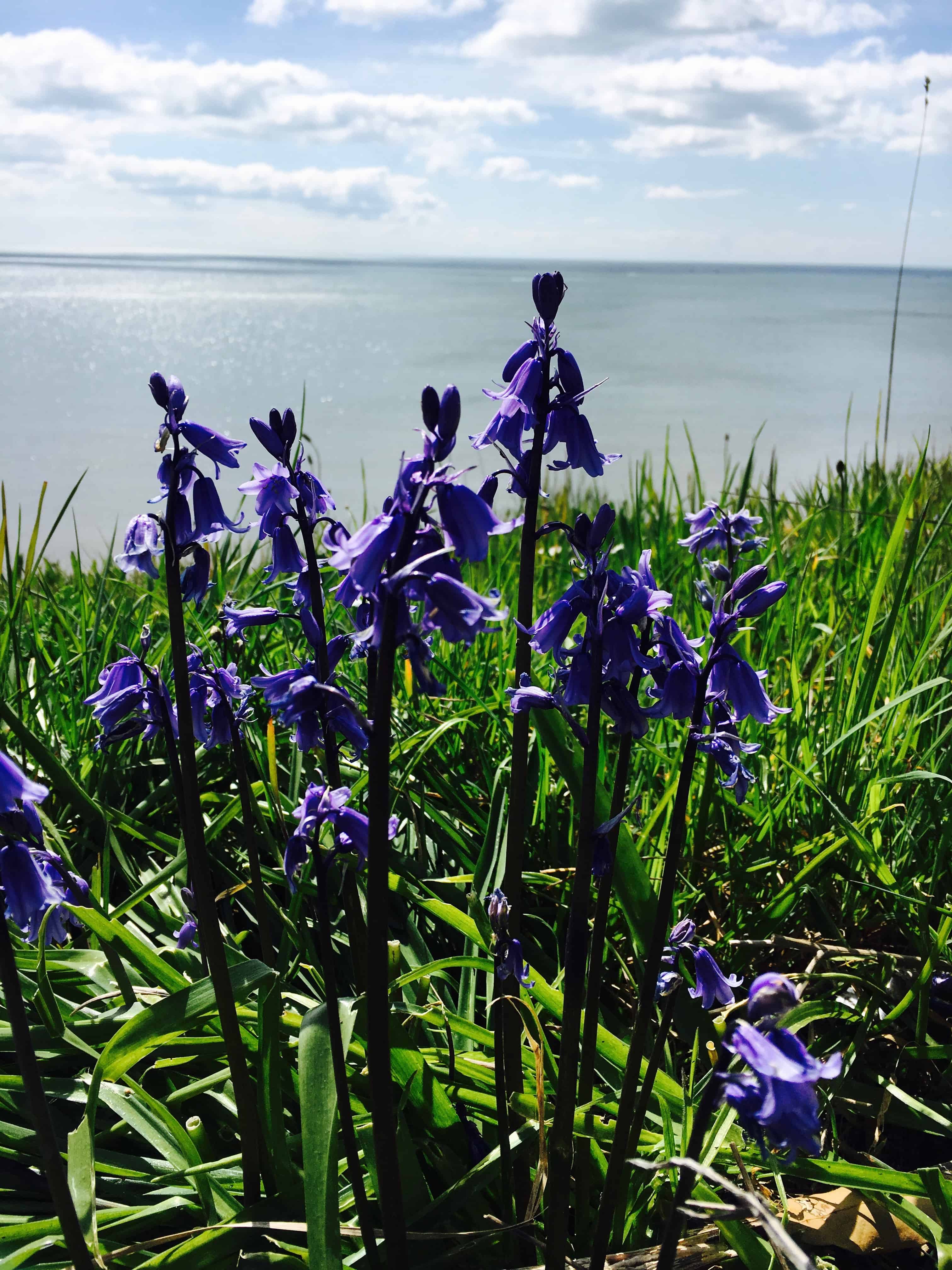 Bluebells by the Sea