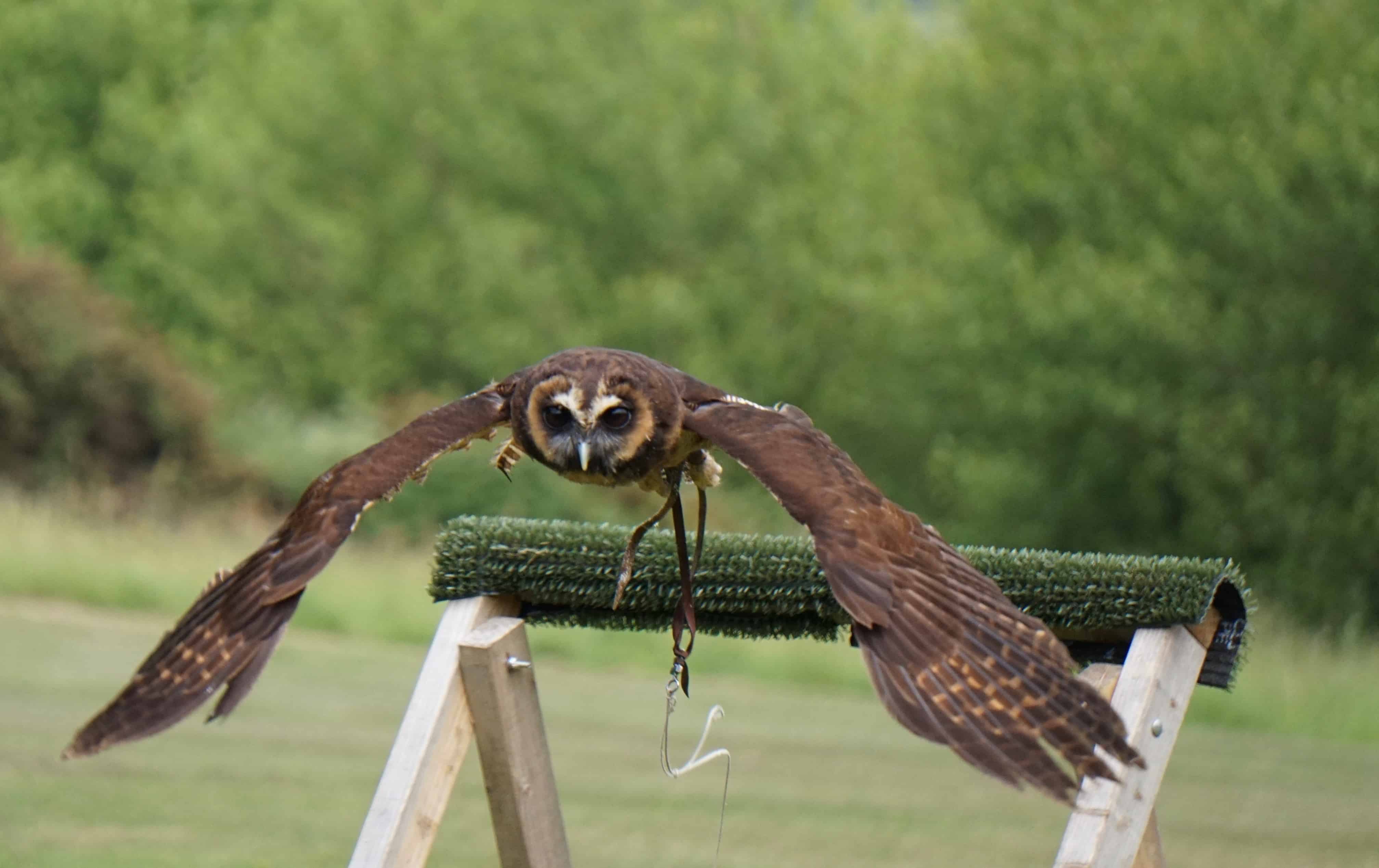 Owl - Robin Hill