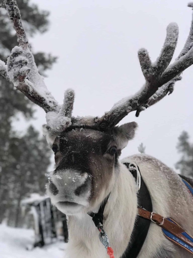 Searching for Santa at Santa's Lapland