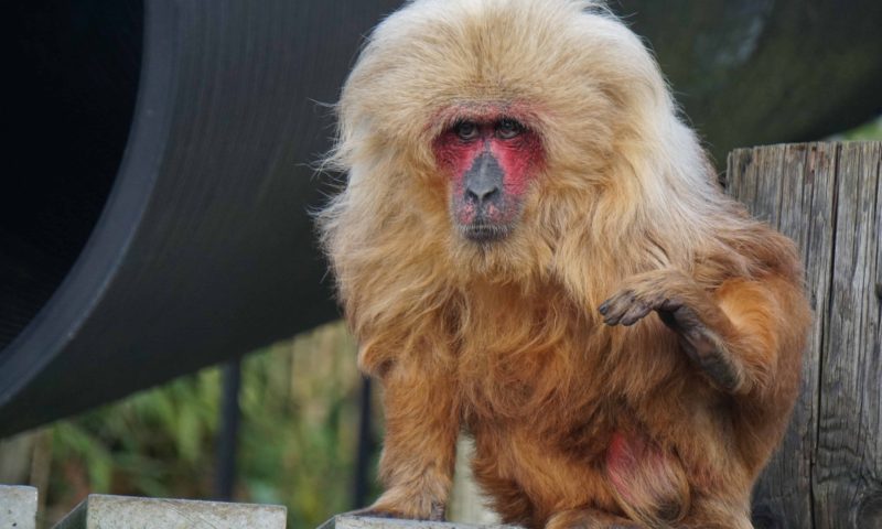 Monkey World