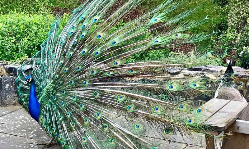 Peacock