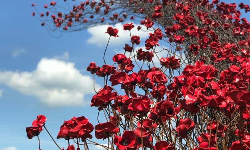 Poppy Wave