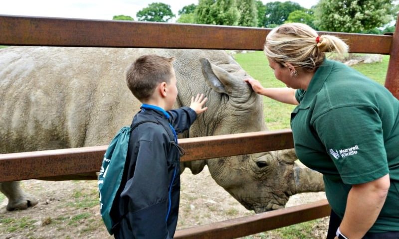 Rhino - Marwell