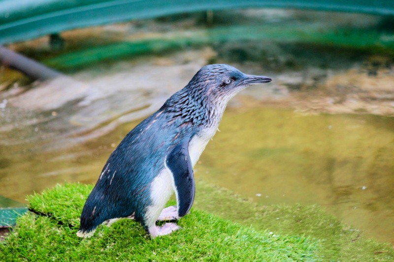 Fairy Penguin Weymouth