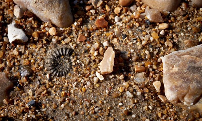 Fossils