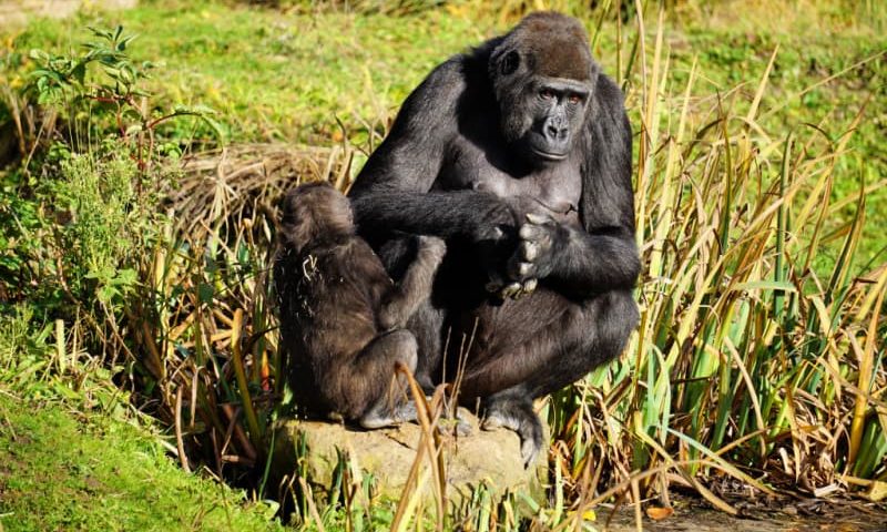 Gorilla - Bristol Zoo