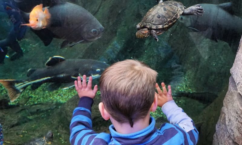 Sebby Aquarium