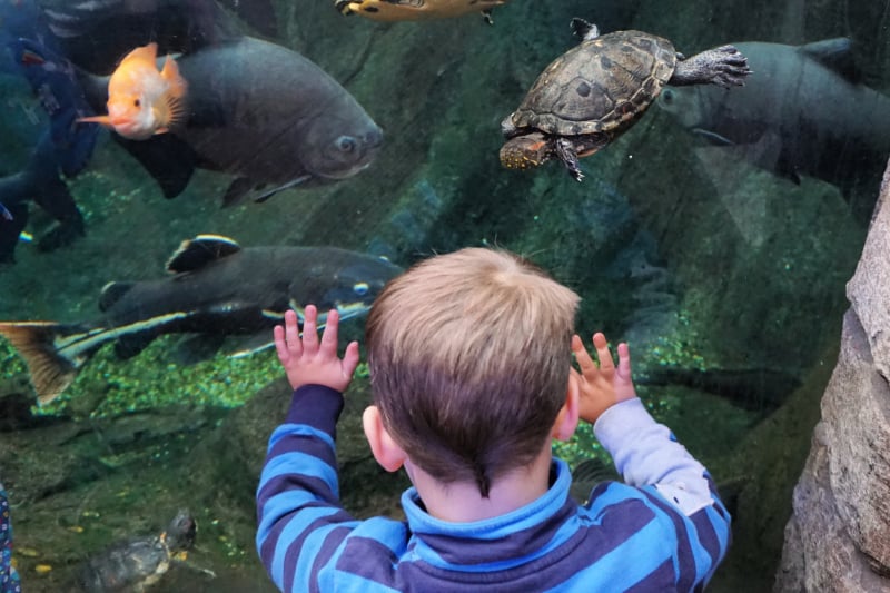 Discovering wonders of the deep at Bristol Aquarium travel blog