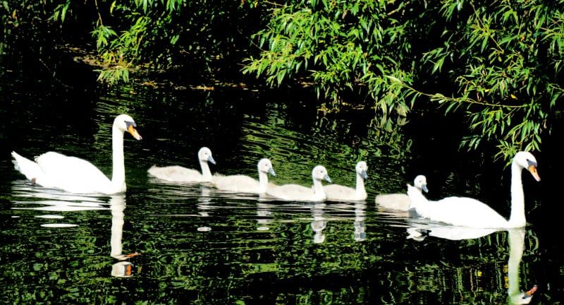 Swan Family