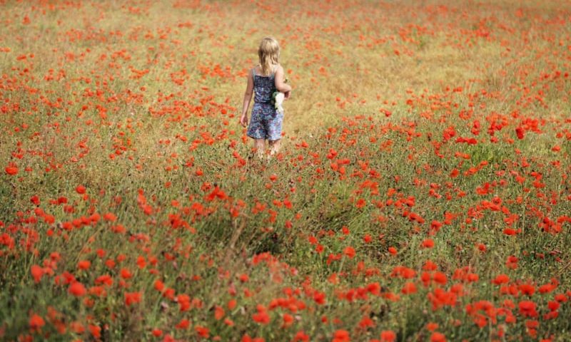 Poppy Field
