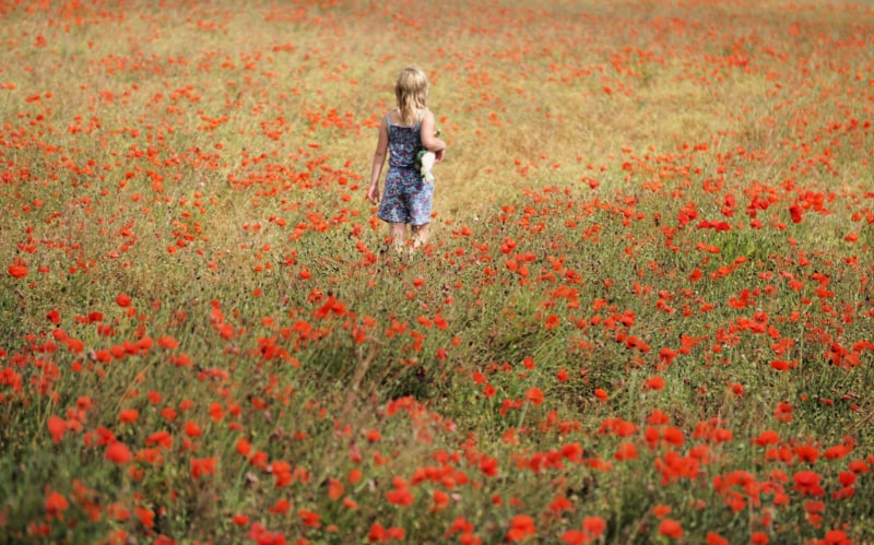 Poppy Field