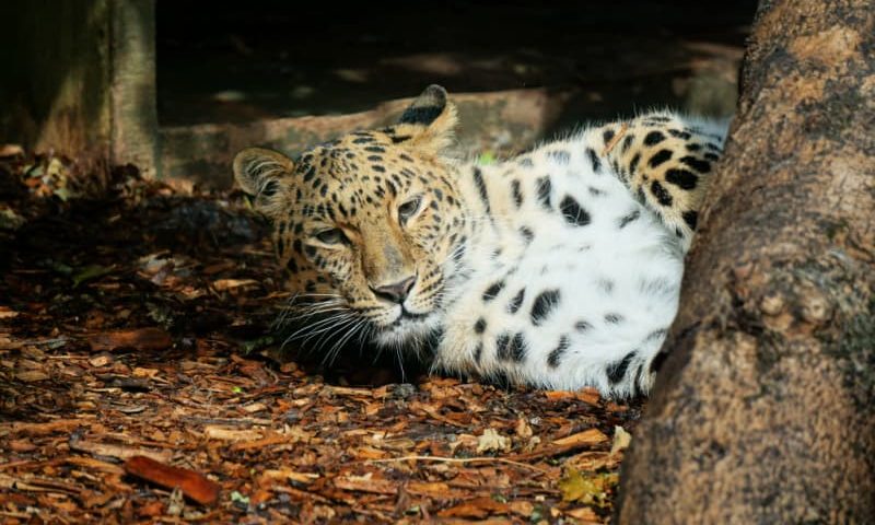 Leopard