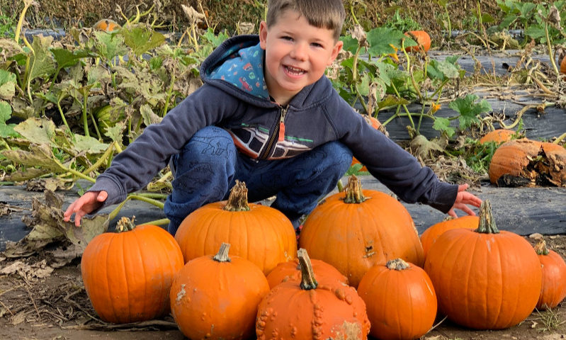 Pumpkins - Sebby