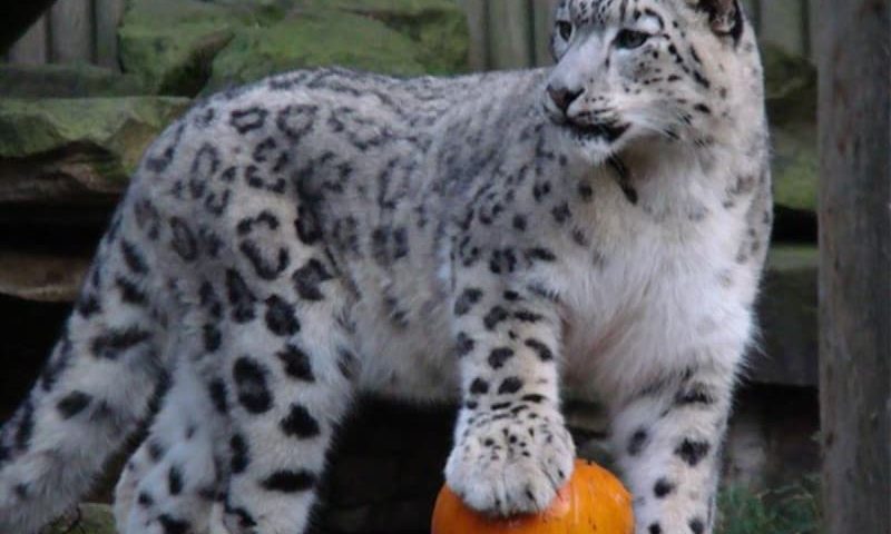 snow-leopard-with-pumpkin-2-1