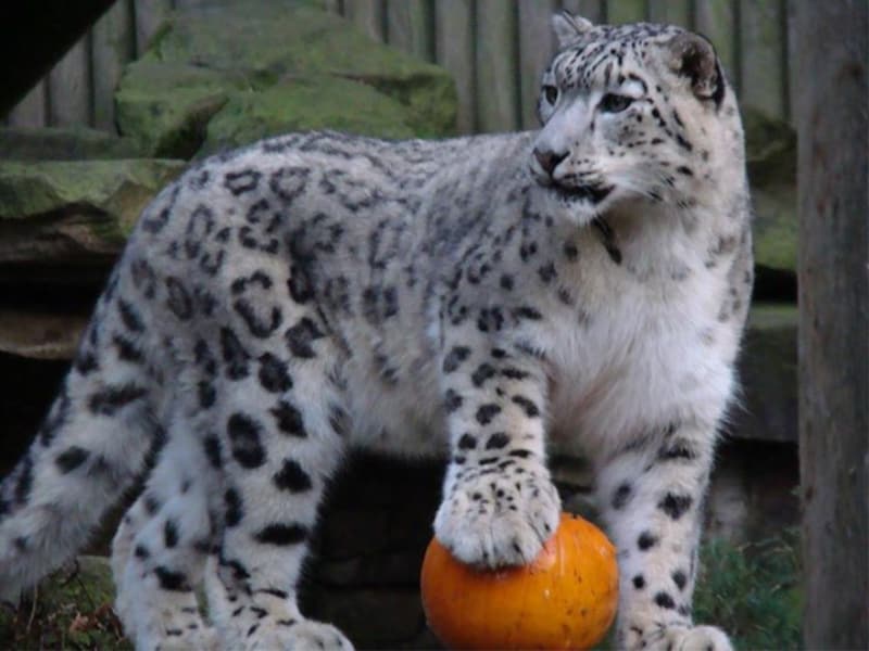 snow-leopard-with-pumpkin-2-1