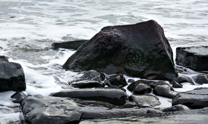 Ammonite