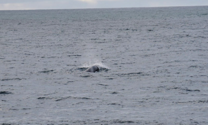 Minke-Whale-1