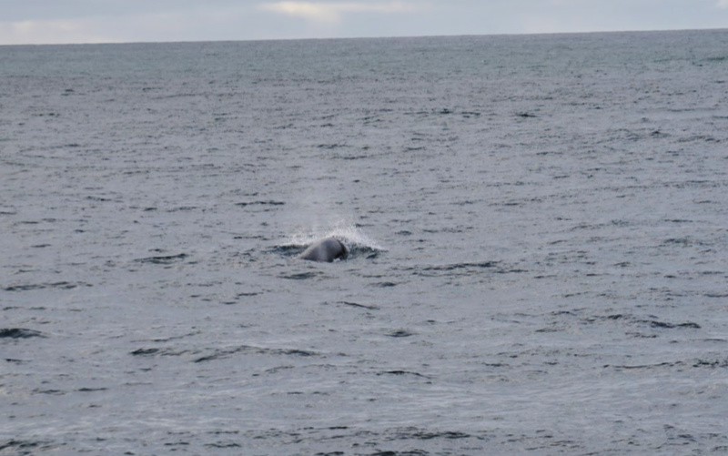 Whale Watching with Sea Trips Reykjavik Destination travel blog