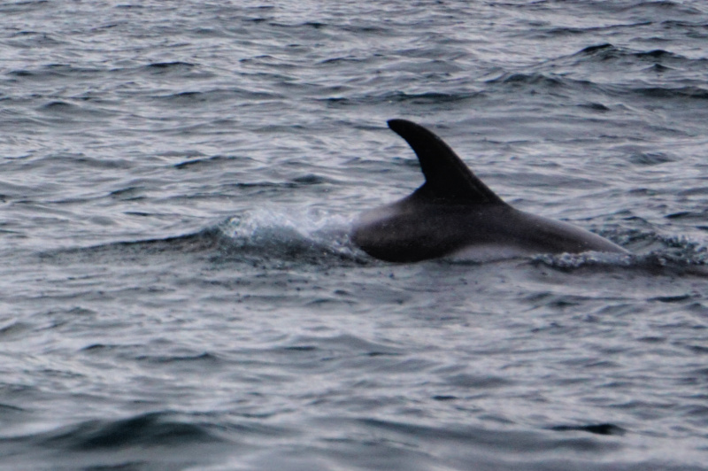 Minke Whale