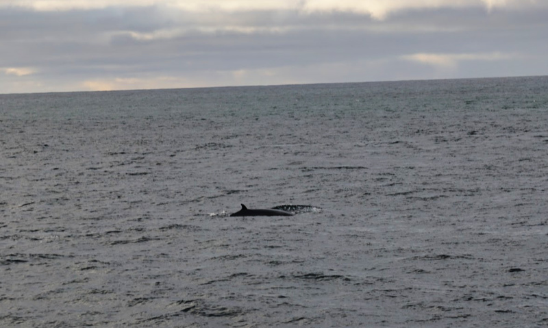 Minke Whale