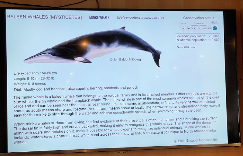 Minke-Whale-Information