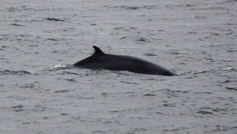 Minke Whale