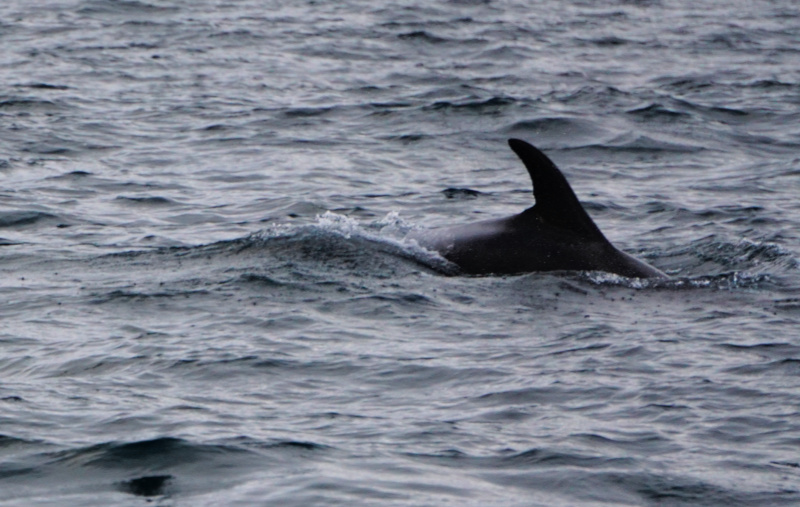 Minke Whale