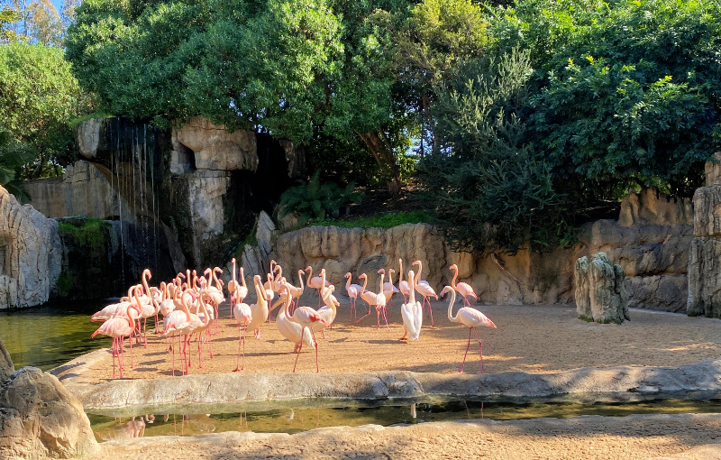 Review: Bioparc Valencia Destination travel blog