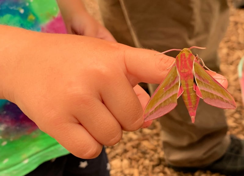 Hawk-Moth