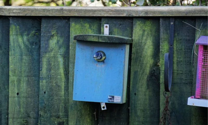 Bird-Box