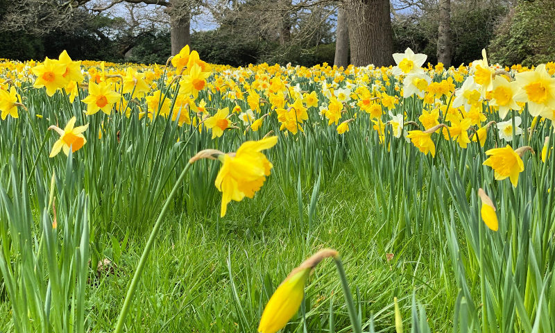 Daffodils