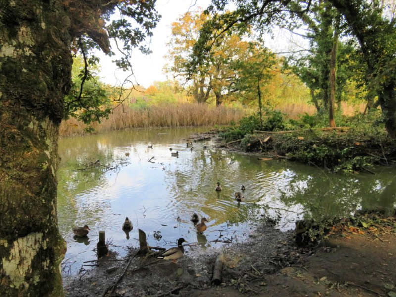 Upton Country Park