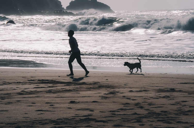 dog on a beach