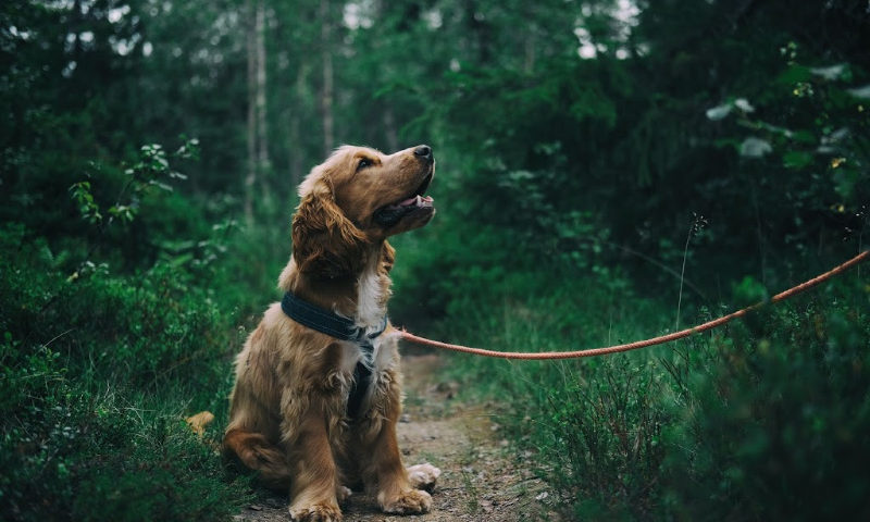 English Cocker Spaniel