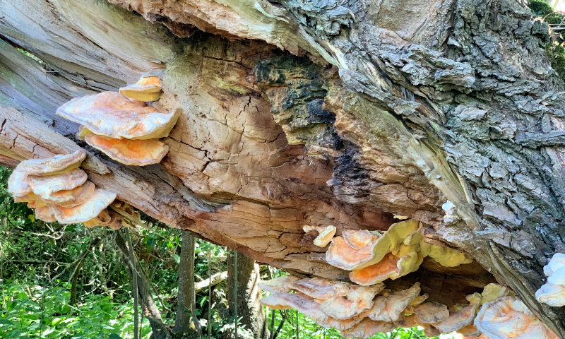 fungi