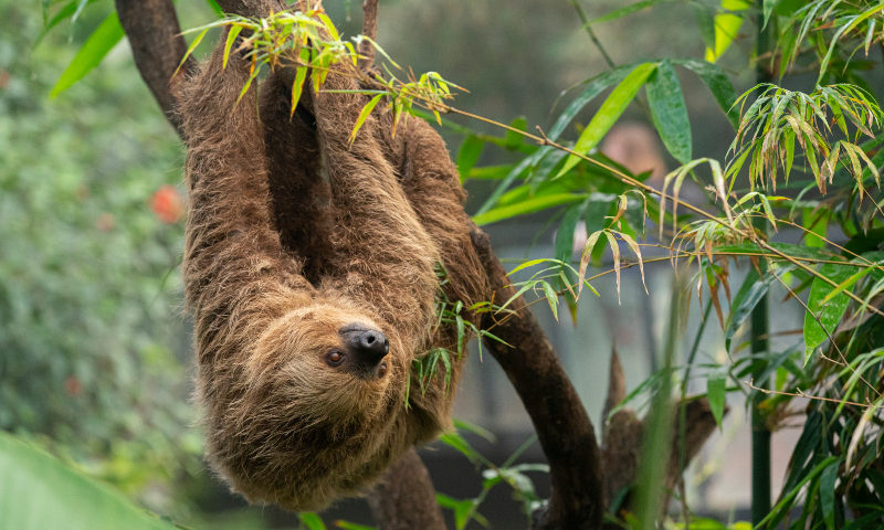 Marwell Zoo - Linne's two toed sloth