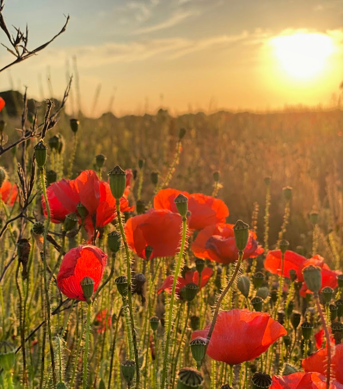 Poppies
