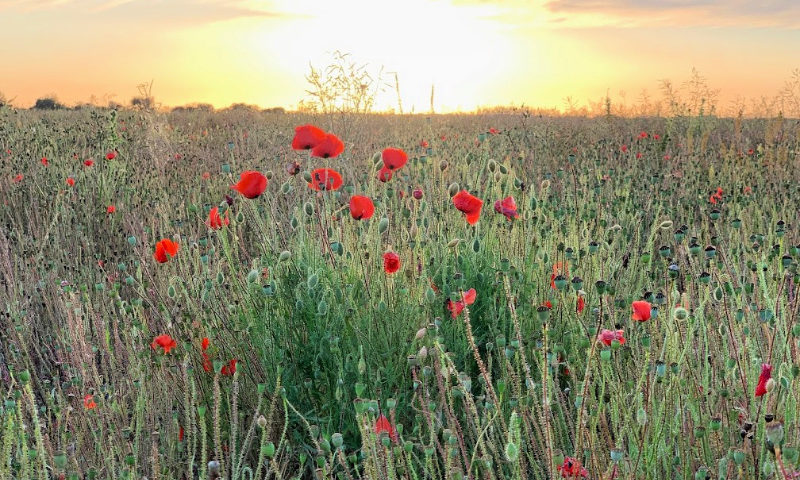 Poppies-at-sunset