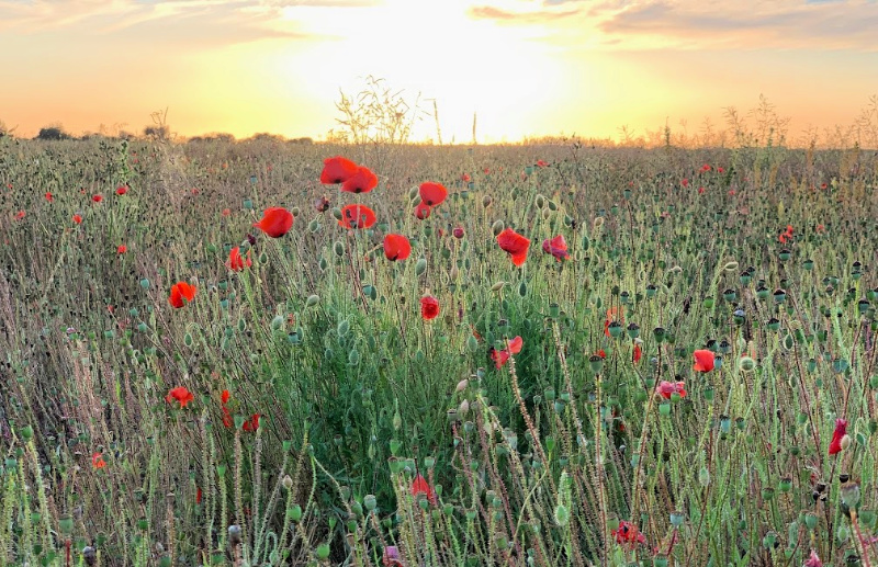 Poppies-at-sunset