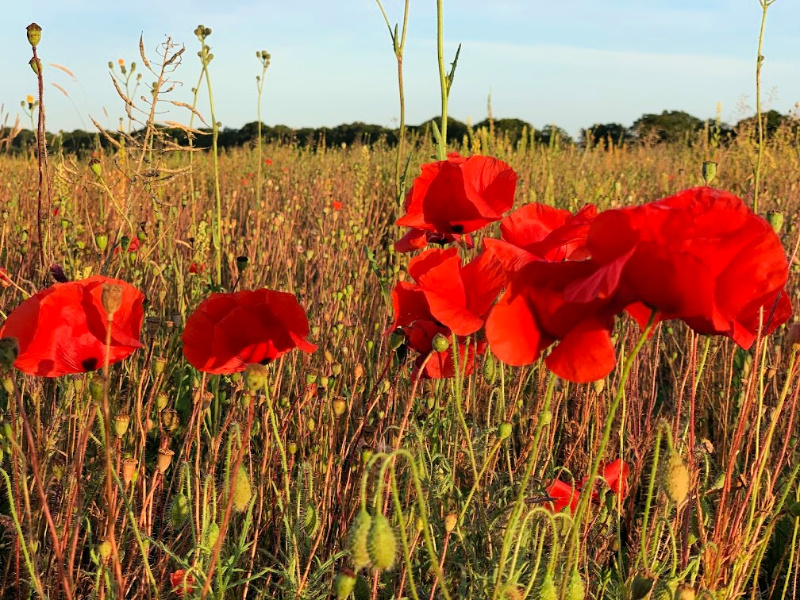 Poppy Field