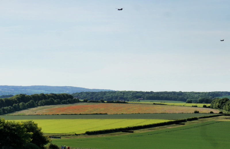 Poppy Field
