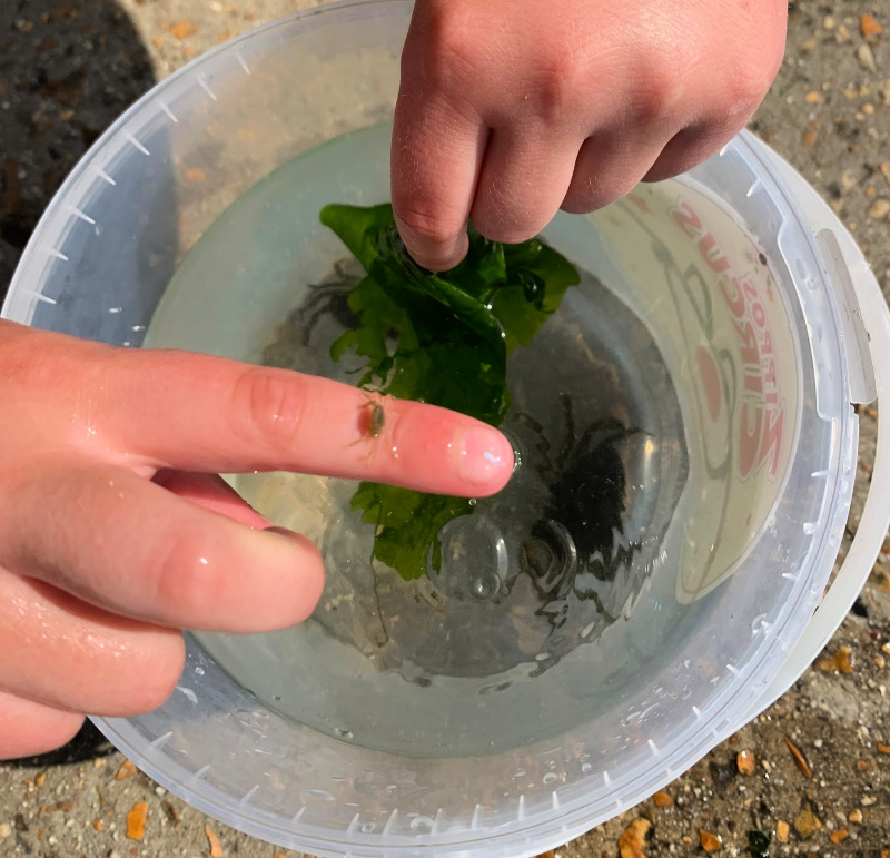 crabbing