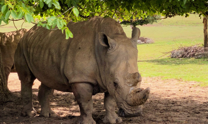 Rhino