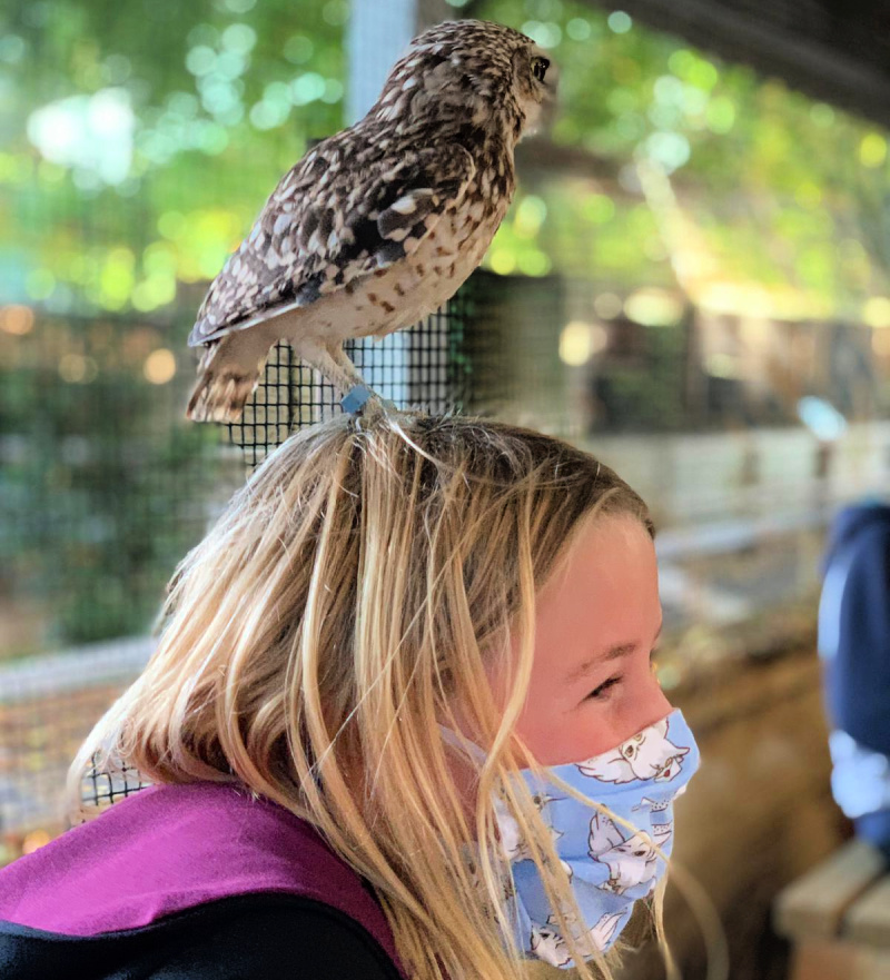 Burrowing-Owl