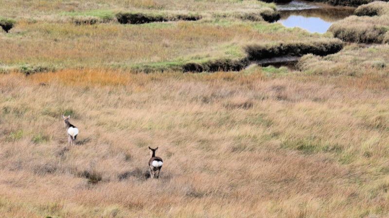 Sika-Deer