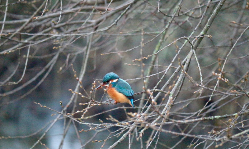 Kingfisher
