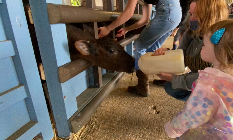 Bottle-feeding-cows