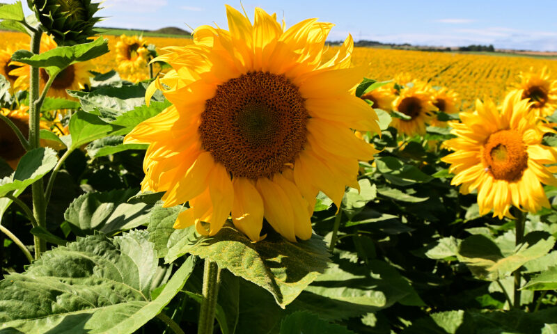 Dorset-Sunflower-Trail-Field