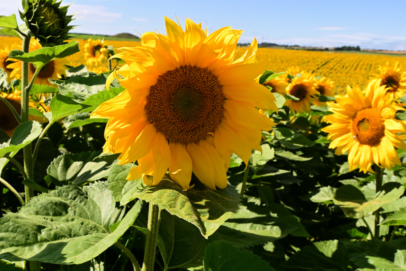 Jubilee State Park announce sunflowers blooming, ready for picture-perfect  moments